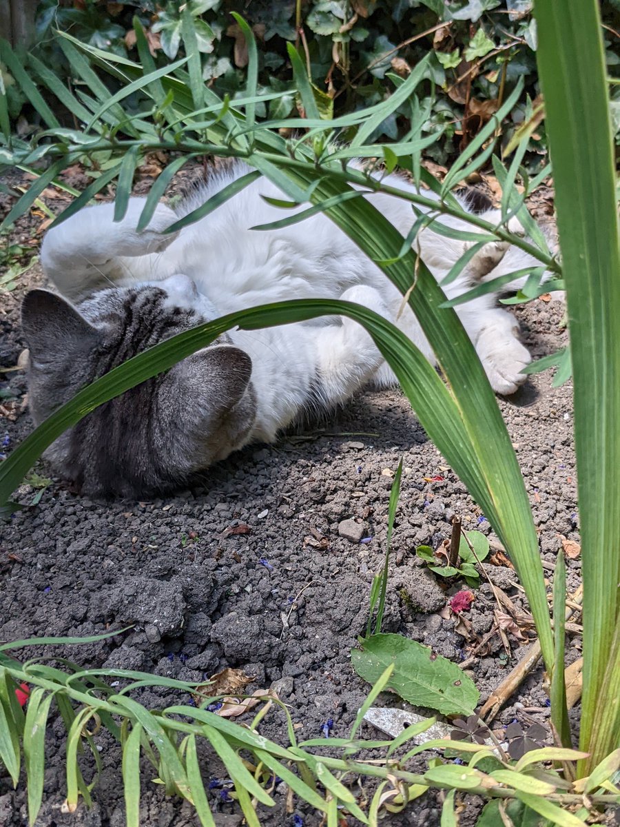 TillyTomsk's tweet photo. Hamish wishing you all a happy sunny #Caturday from his suntrap in the garden https://t.co/ULaW7BmLLX