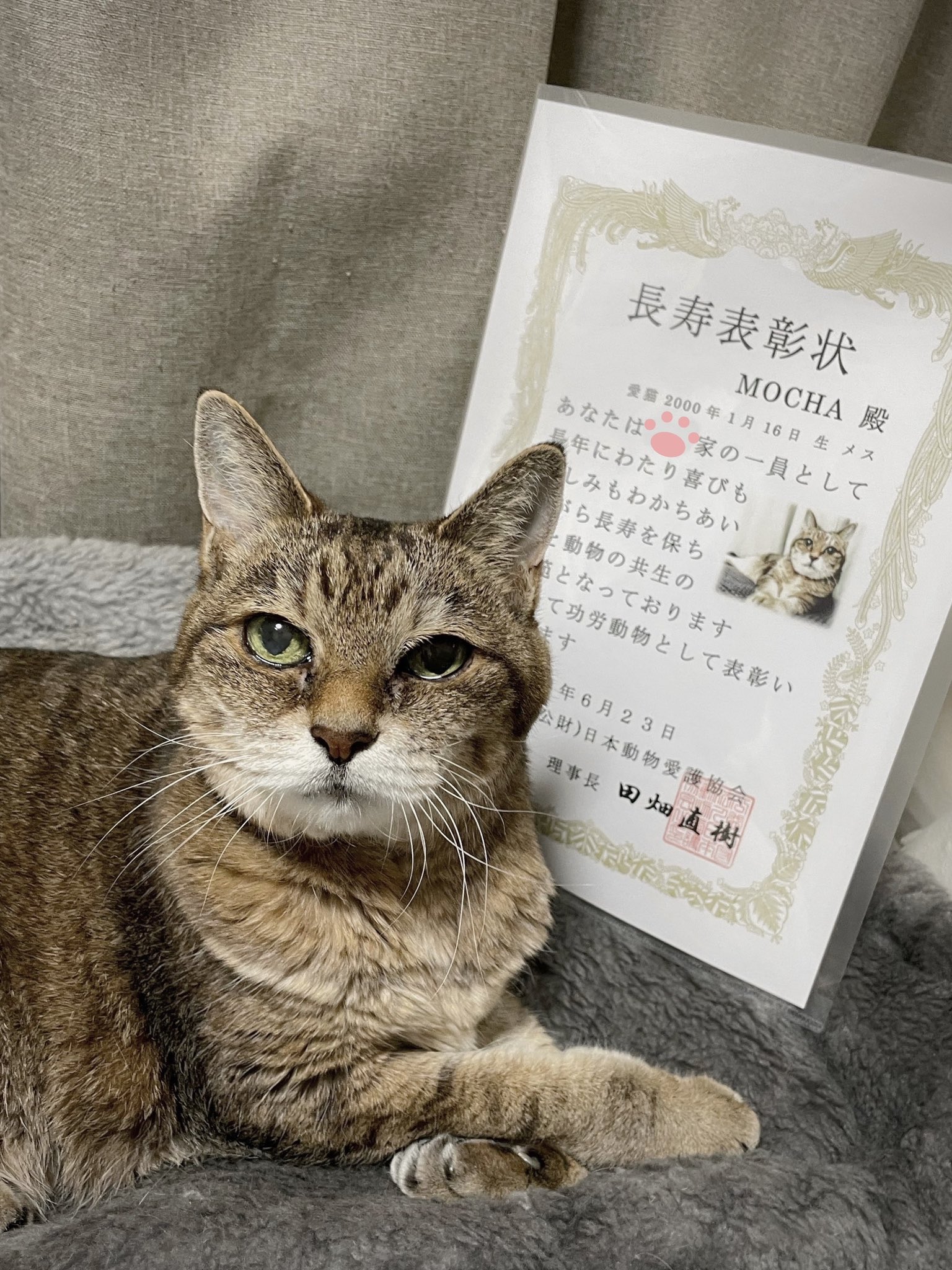 モカ 22歳 Catmocha0116 Twitter
