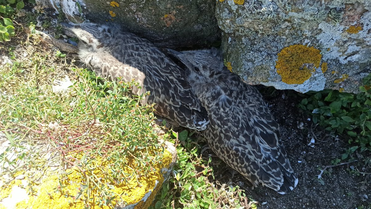 Ready to sample yellow-legged gulls on #Sálvora Island! 🌊Good to see the little chicks become fledglings!👇