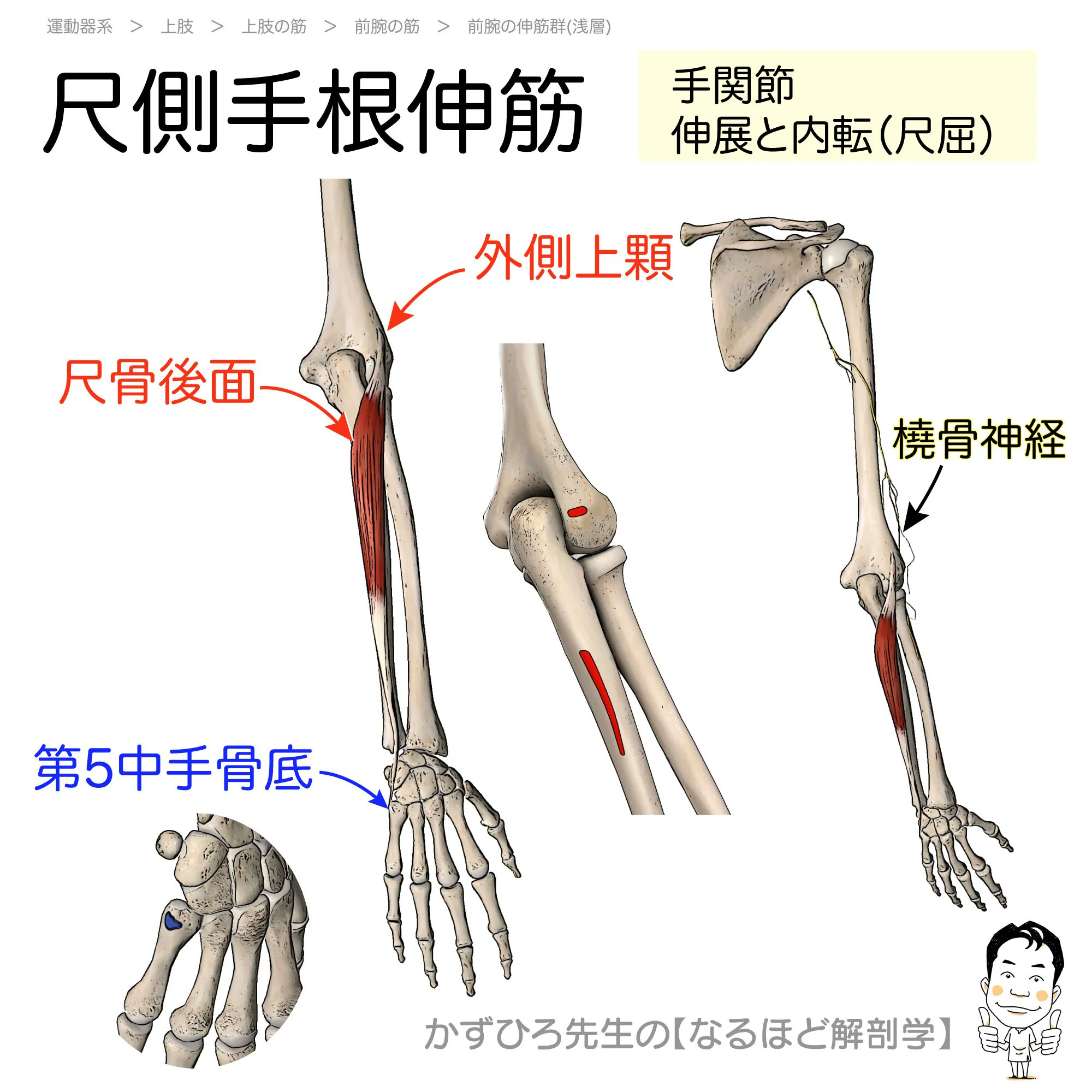 黒澤一弘（かずひろ）解剖学IT教育・指圧師・ラダック on X