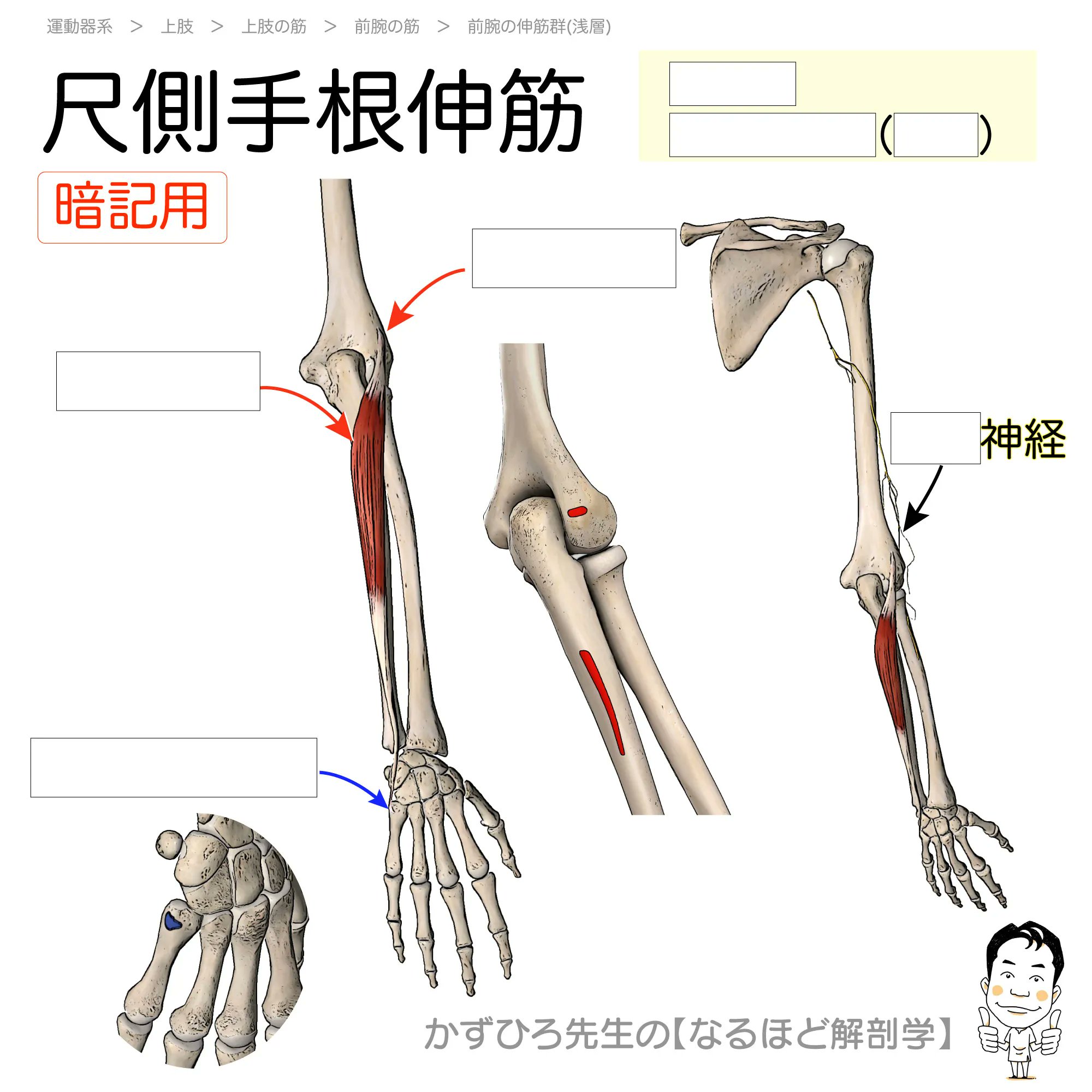 ペルンコップ臨床局所解剖学アトラス 第1巻 (頭部・頸部) - メルカリ