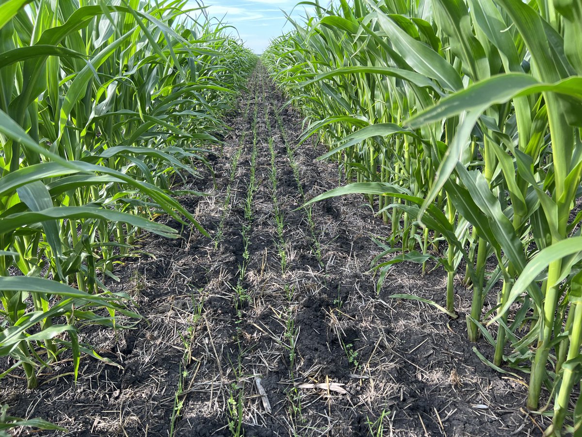 JoeBreker's tweet photo. Ideal conditions for a great stand of inter seeded covers in #pairrow60”corn #biostriptill https://t.co/7auomndpyq