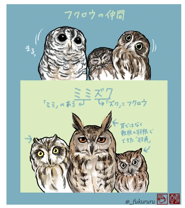 よく聞かれる質問
フクロウとミミズクって何が違うの?

「頭の上にミミの様な羽根『羽角』があるものを特にミミズクと呼んでいるだけで、どちらも同じフクロウの仲間」です。
ズク=「ツク」はフクロウを指す古い言葉で、他にも時代地域で色んな呼び方が。たまたま生き残った言葉たちなんですよ🦉 