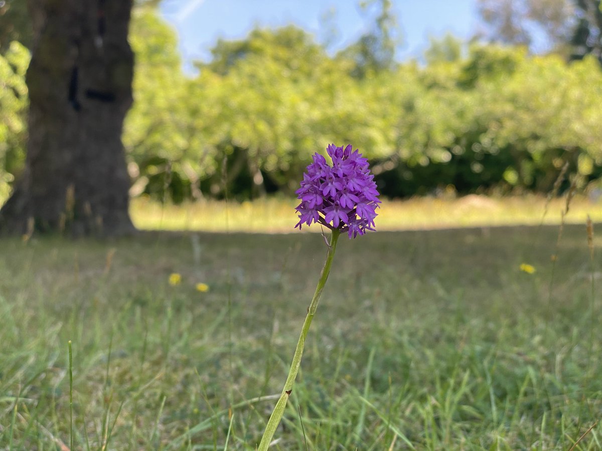 dermoscopy's tweet photo. Wouldnโt have thought that #NoMowMay followed by #BloomInJune could result in orchids in the lawn in July.
#biodiversity https://t.co/WwI2SyzvDU