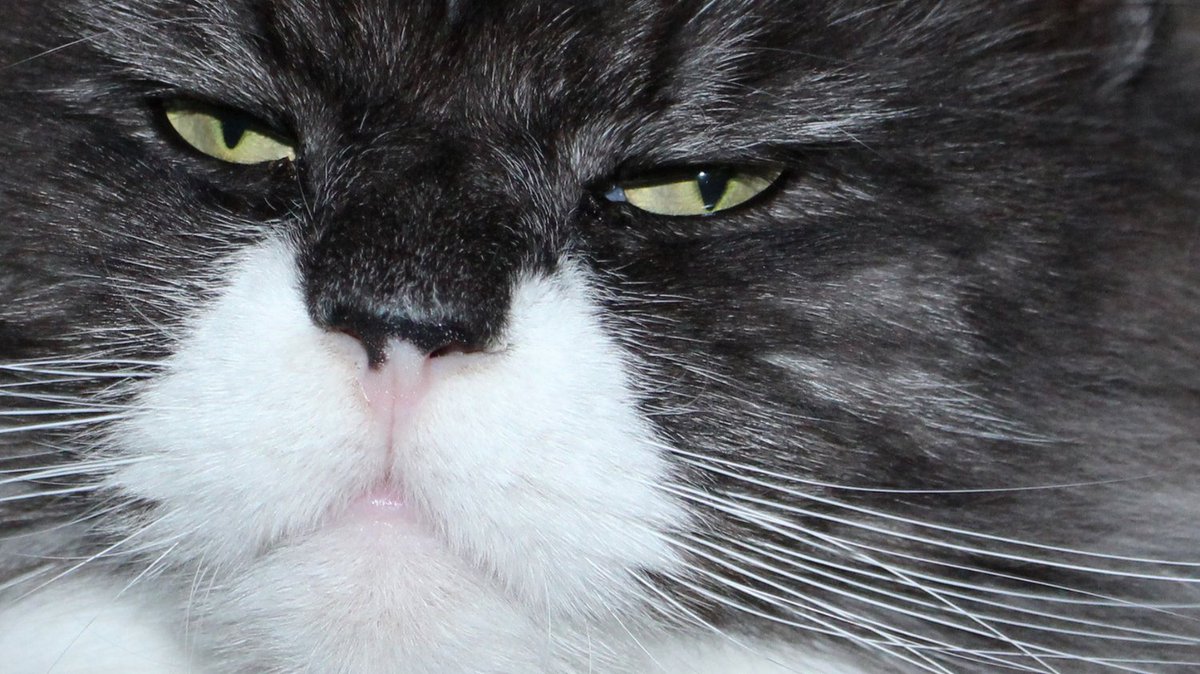 TodoCatWD's tweet photo. Enjoy your weekend! 😻 https://t.co/PxFGP7pLd0