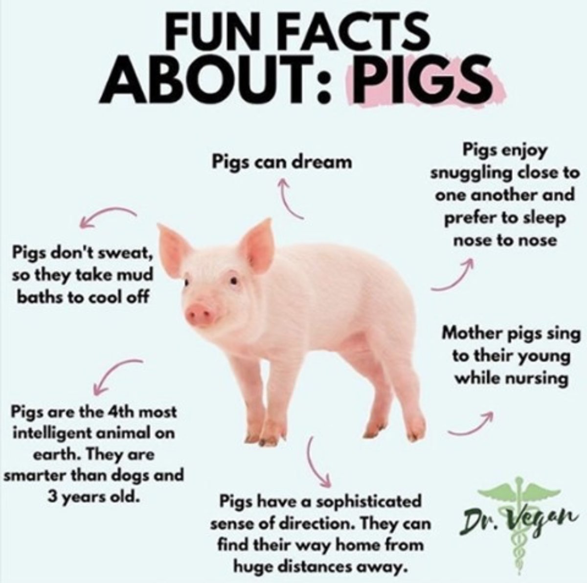 veganfuture's tweet photo. Fun Facts About Pigs https://t.co/obxKOqc8HF