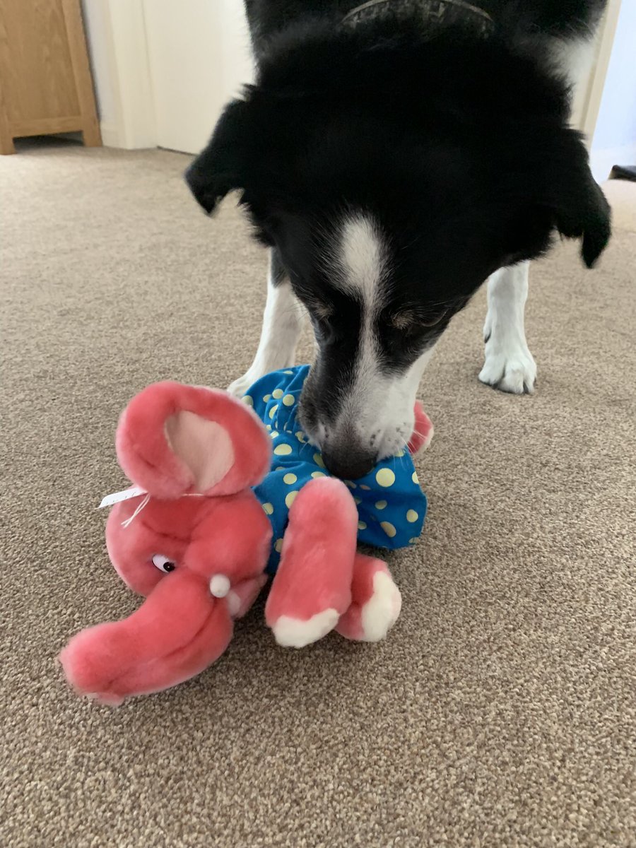 Bethcw_'s tweet photo. I’ve got a new toy! #bordercollie #dogsoftwitter https://t.co/dU8aSJ4gbn