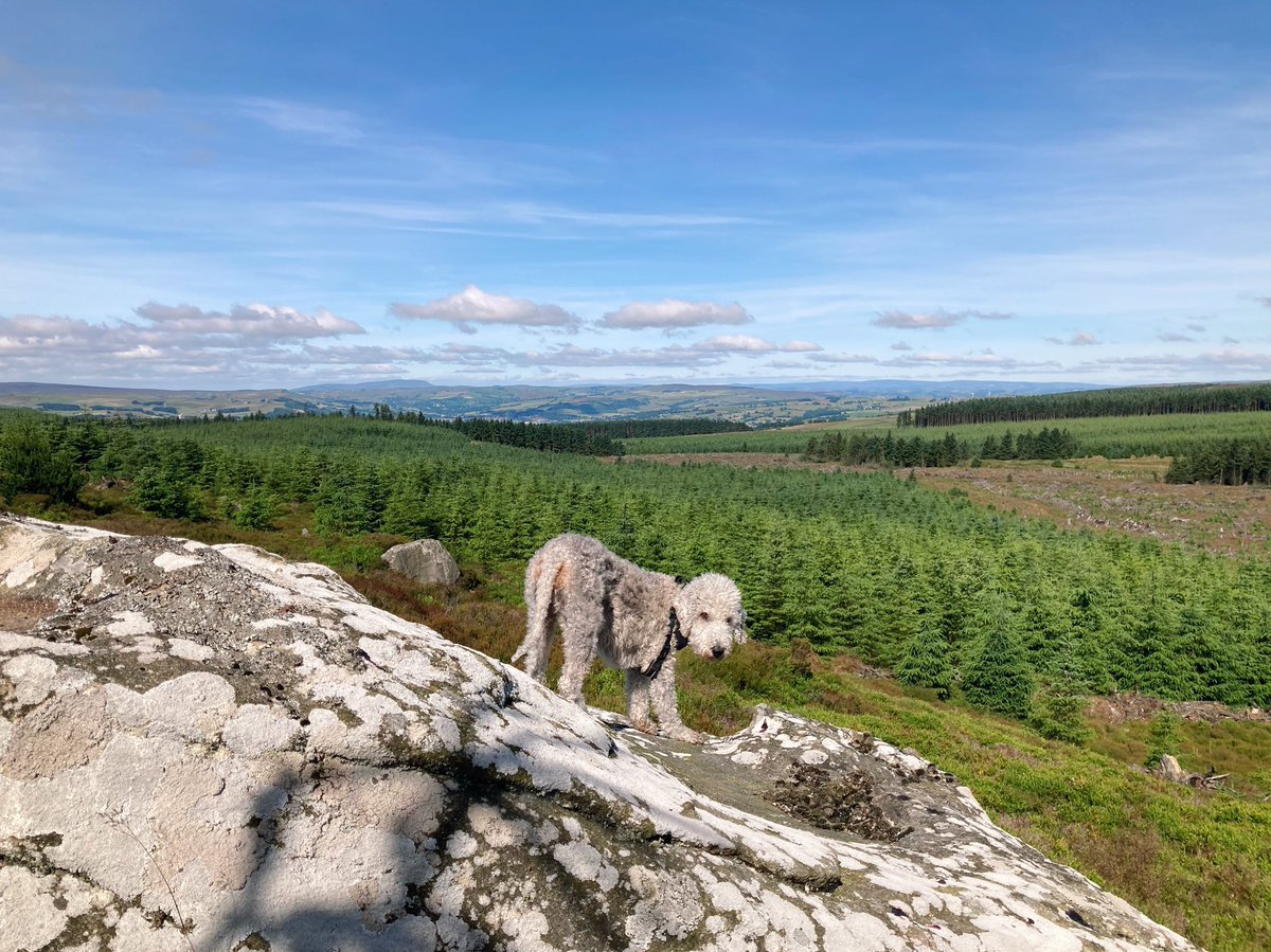 *Gratitude post. 
Super lucky to live here and call this our playground. 
#gratitude #getoutside #DogsOnTwitter #SaturdayVibes #RombaldsMoor #scenesofyorkshire
