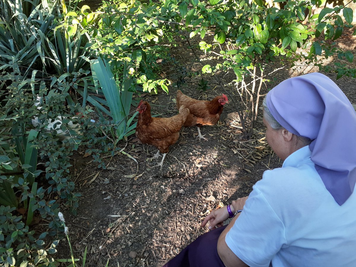 SrCathyRA's tweet image. Staying with my sisters in Lyon - and very jealous that they have chickens! Wondering how to convince my community that we should have some in Twickenham... #ConventLife 🐓