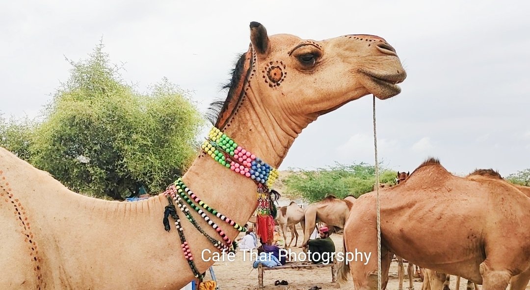 piyaroshivani's tweet photo. #camel
#camrlforsale
#Qurbani
#Qurbani2022
#gurbanikagosht
#cafethar
#tharvisit https://t.co/Q1e89GUYz3