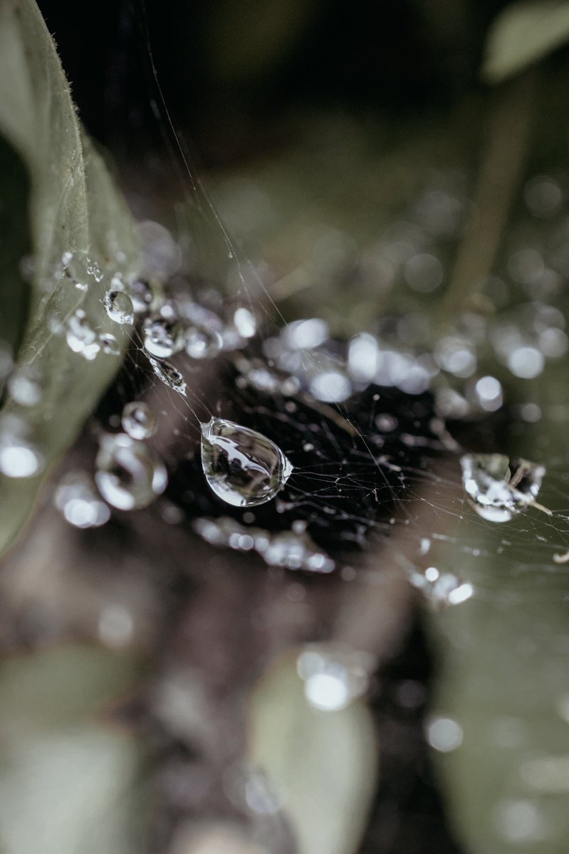 photobyklinga's tweet photo. A rainy day might not always be the most ideal weather to photograph in but damn it’s fun when you get to see the results ☔️ https://t.co/NtQVwQKAyz