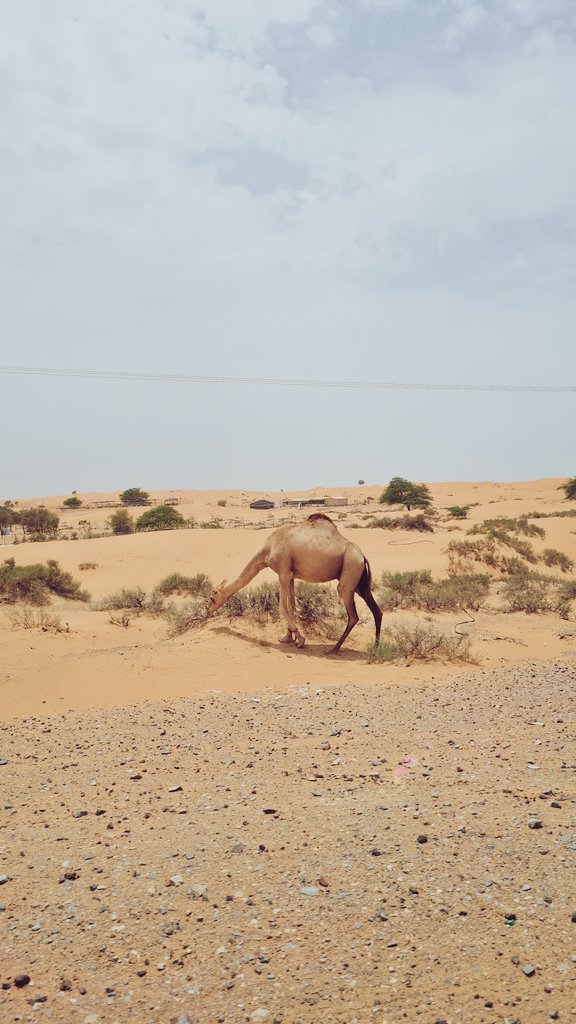 Ayesha Sultana tweet media