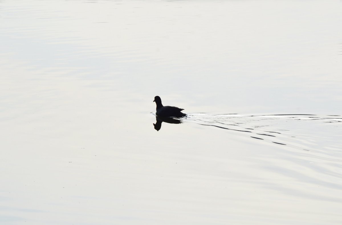 I just listed “Alone” for sale on <a href="/foundation/">Foundation 🌐</a>! 🌐
#nftart #NFTphotos #nftphotography #NFTs 

foundation.app/@freewely/bwph…