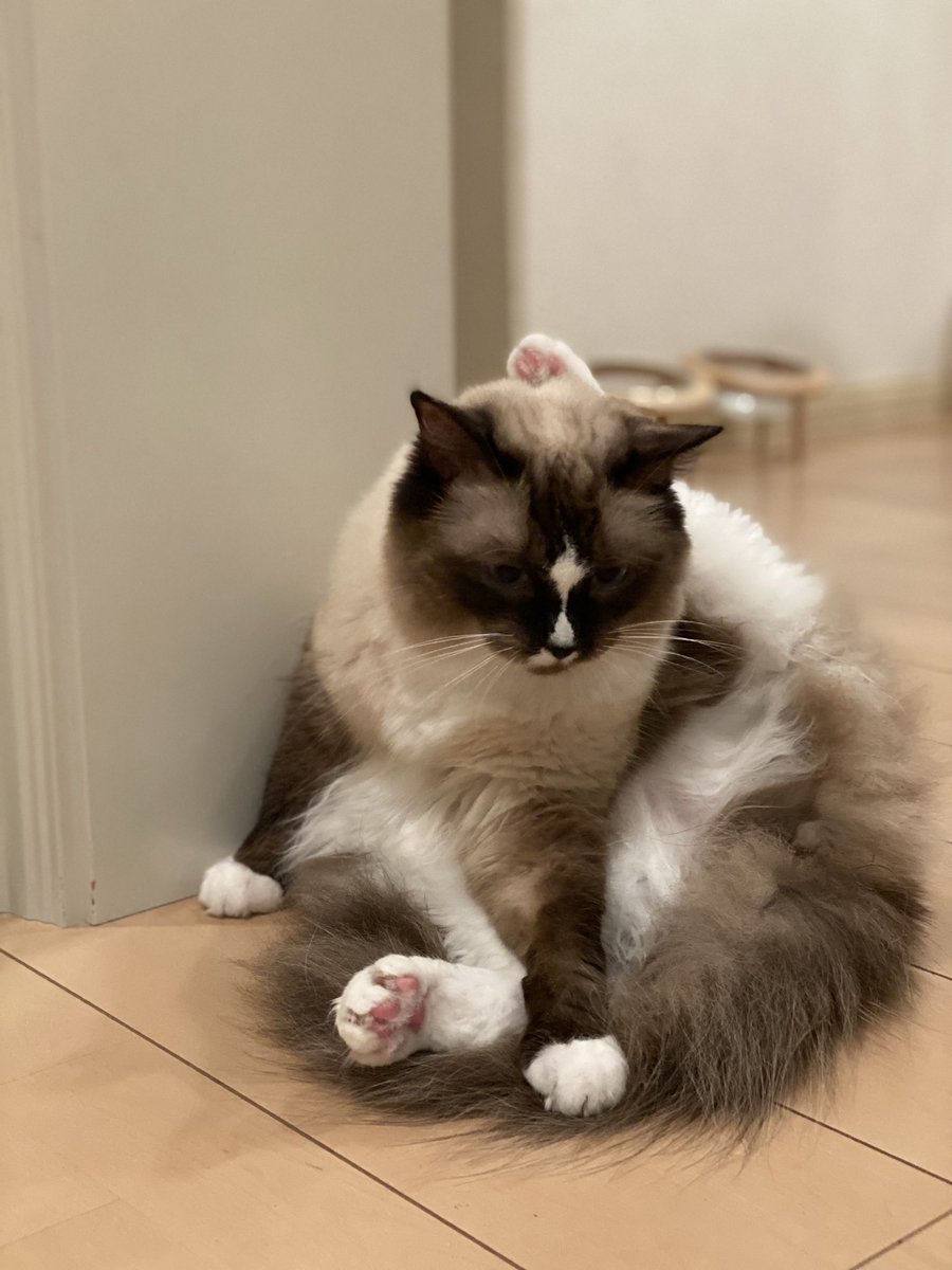 Good evening!!

#食後のヨガ　#ラグドール #catlovers 
#猫好きさんと繋がりたい  #cat  #ねこ
#猫のいる暮らし  #猫のいる幸せ