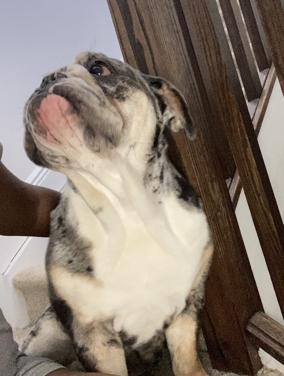 oreo_tux's tweet photo. Why it’s so hard to get pics of Cookie …he’s just obsessed with mom. 
.
.
.
#cookie #obsession #mom #always #ababy #monkey #Outtakes #weekendvibes #DogsofTwittter https://t.co/lsDFpdbPdz