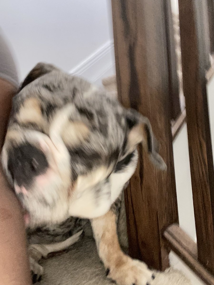 oreo_tux's tweet photo. Why it’s so hard to get pics of Cookie …he’s just obsessed with mom. 
.
.
.
#cookie #obsession #mom #always #ababy #monkey #Outtakes #weekendvibes #DogsofTwittter https://t.co/lsDFpdbPdz