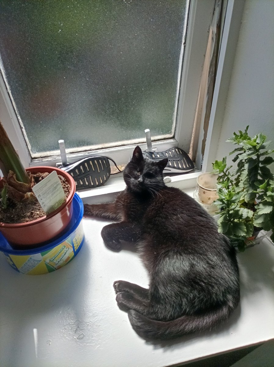 kilted_medic's tweet photo. Recharging #furysholiday #Caturday #solarpoweredcat https://t.co/6TQdNrKhyz