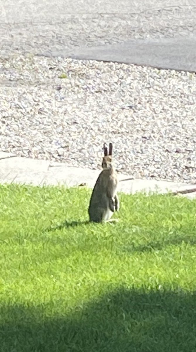 EdithGoddard's tweet image. On high alert - lol!