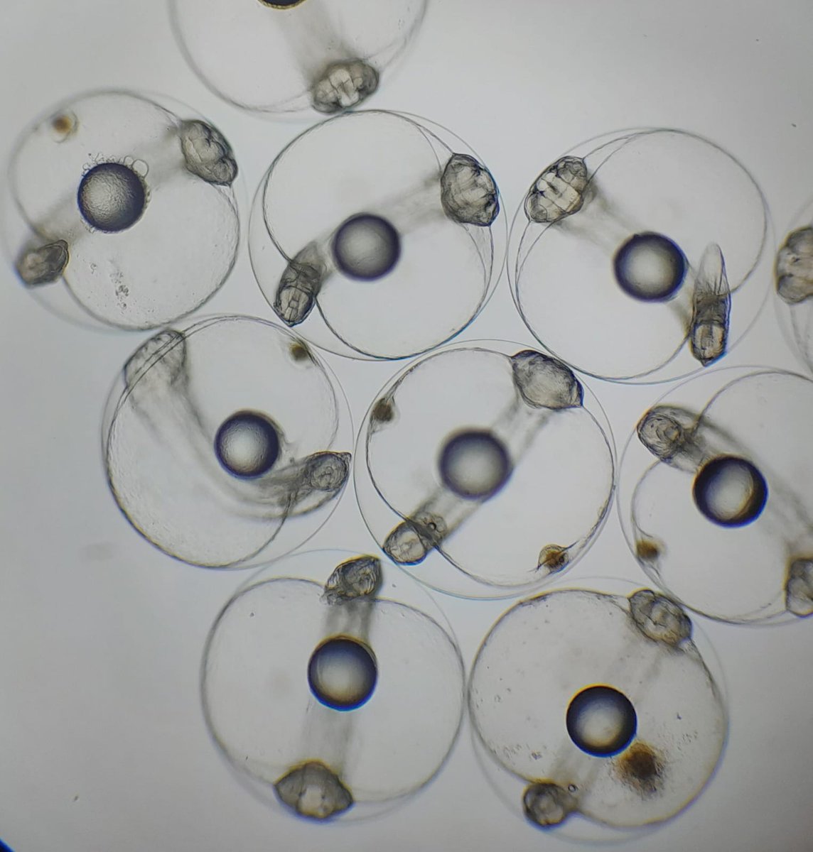 TUNATECHCHRIS's tweet photo. Millions of Bluefin Tuna eggs being spawned in Malta this year in the MFF Tuna Farms.!! Very good season so far. High temperatures for spawning were reached early. https://t.co/Aqg0tlFtQ5