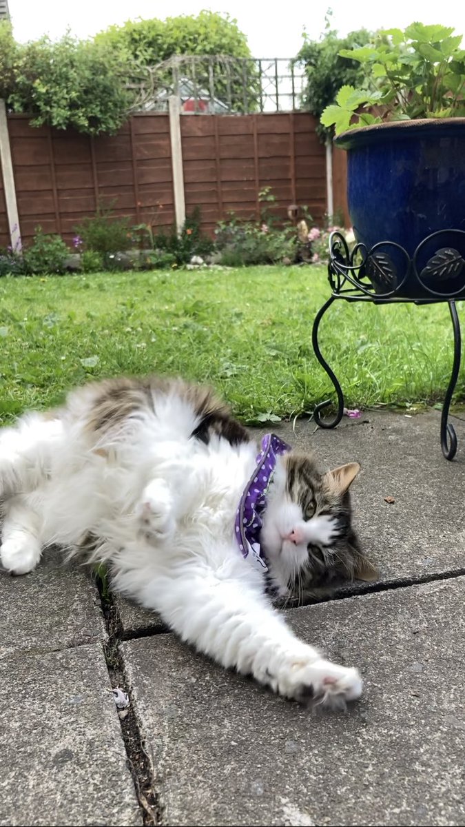 Cassandra Cavallaro tweet media