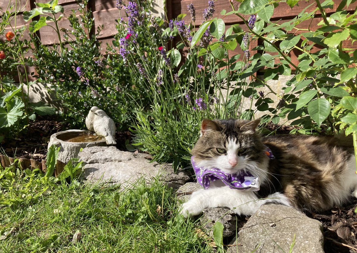 Cassandra Cavallaro tweet media