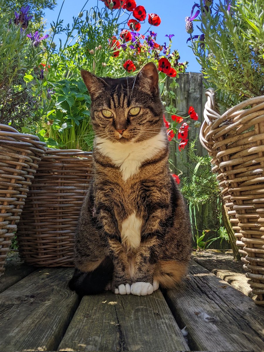 Friedeggstudios's tweet image. Happy #Caturday @thechrisbarron love Billie