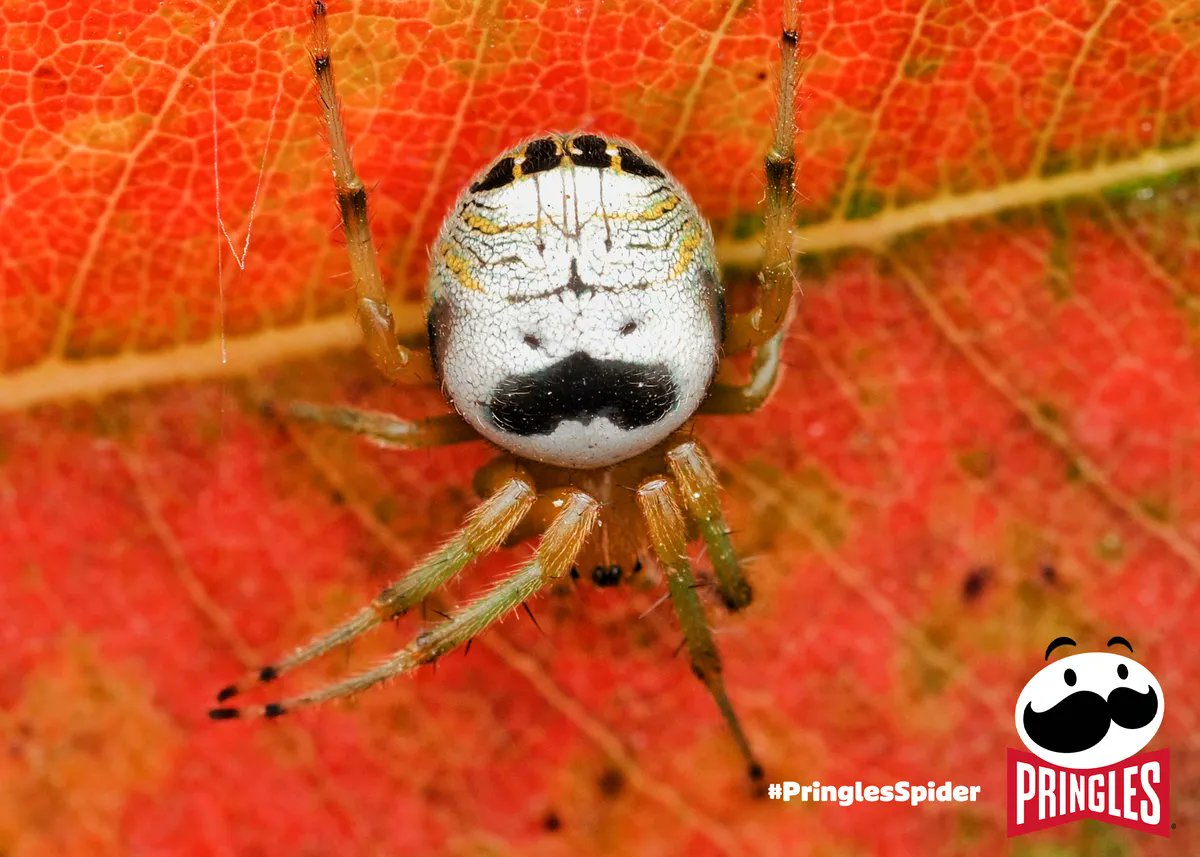 PaulOnCBC's tweet photo. A different kind of corporate takeover. Right now @DemontPhilip is telling us how Pringles wants to change the name of this tiny spider to the #PringlesSpider. The similarity is uncanny... get it? Uncanny?! Bueller? https://t.co/PhSneelFjd