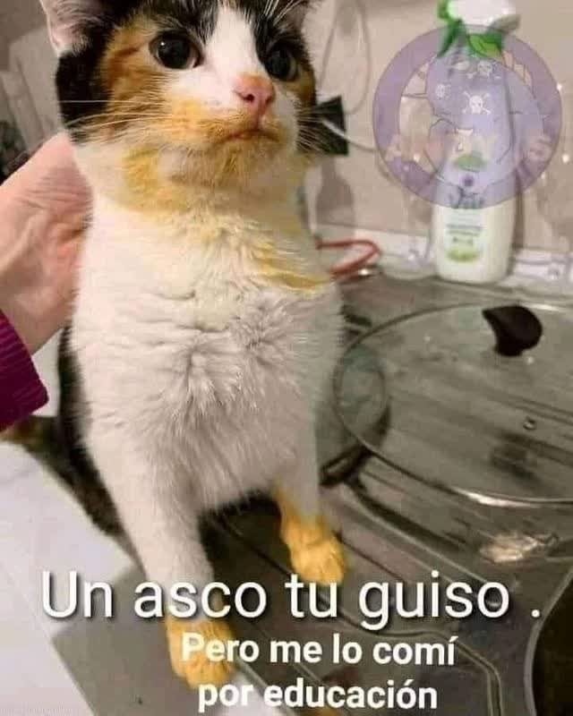 gatito_shitpost's tweet photo. https://t.co/8cHwSyaY4N