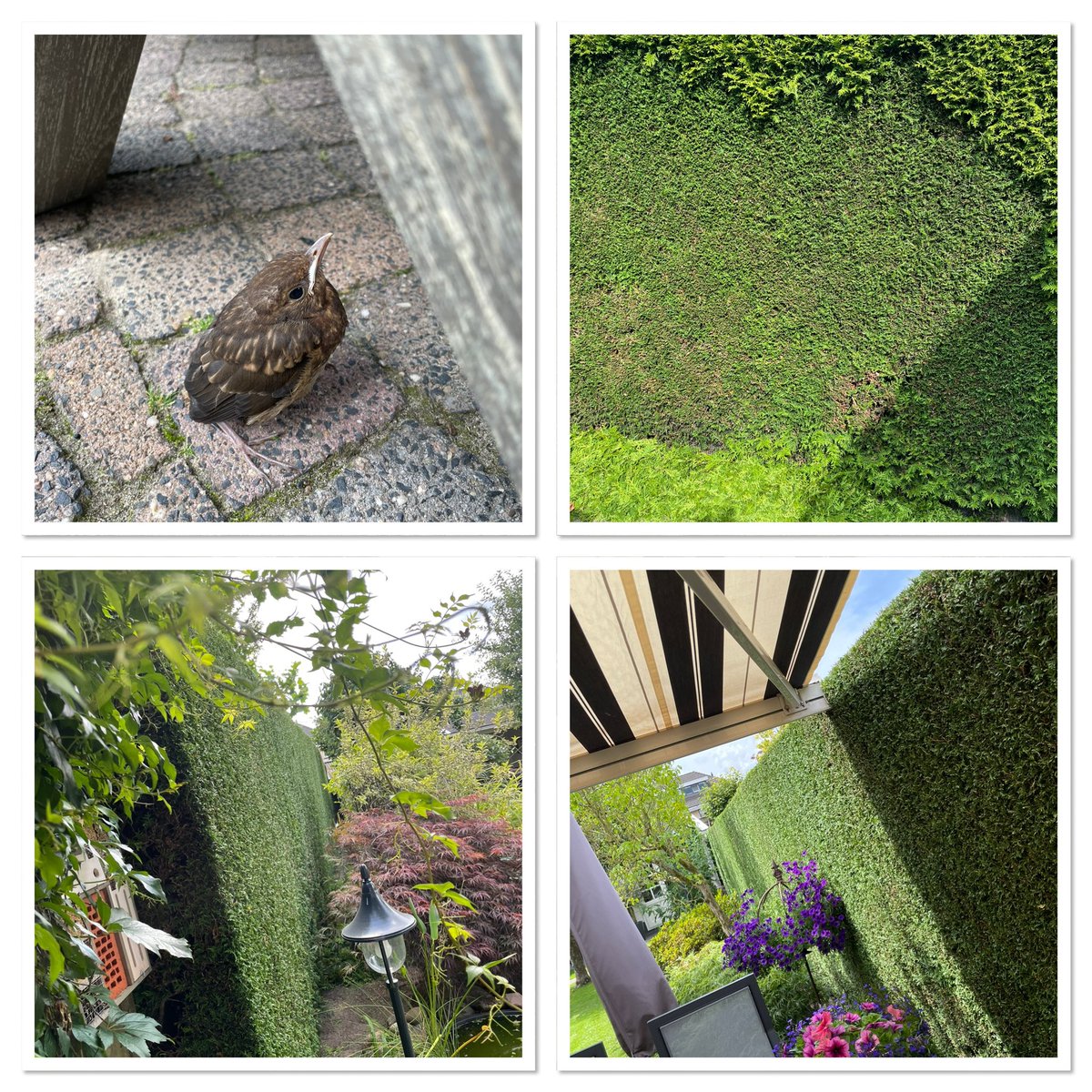 Onder toeziend oog van een heel jong vogeltje zijn de heggen weer loeistrak geknipt. Beter een goede buur(man) dan een verre vriend. Dank Ben! #Vakmanschap #GroeneVingers