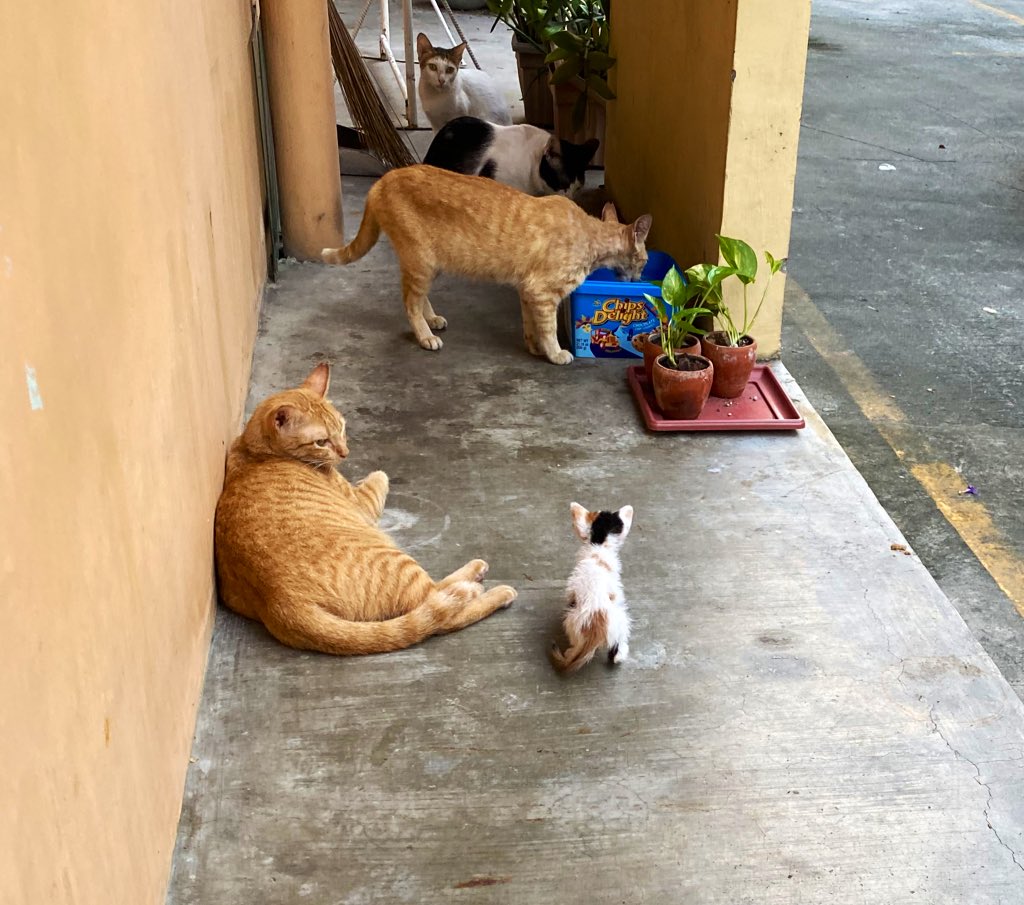Happy Weekend!! We hope you do enjoy your free time!! Lovelots from our community cats ❤️#cats #CatsLover  #CatsOfTwitter