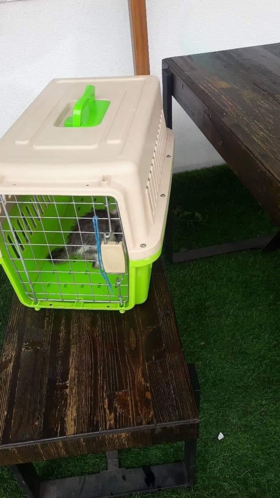 Nutpea is adopted! We are so happy that he now has a forever home!

#adoptionsaveslives #rescuestrayanimals #CatsOfTwitter  #CatsLover