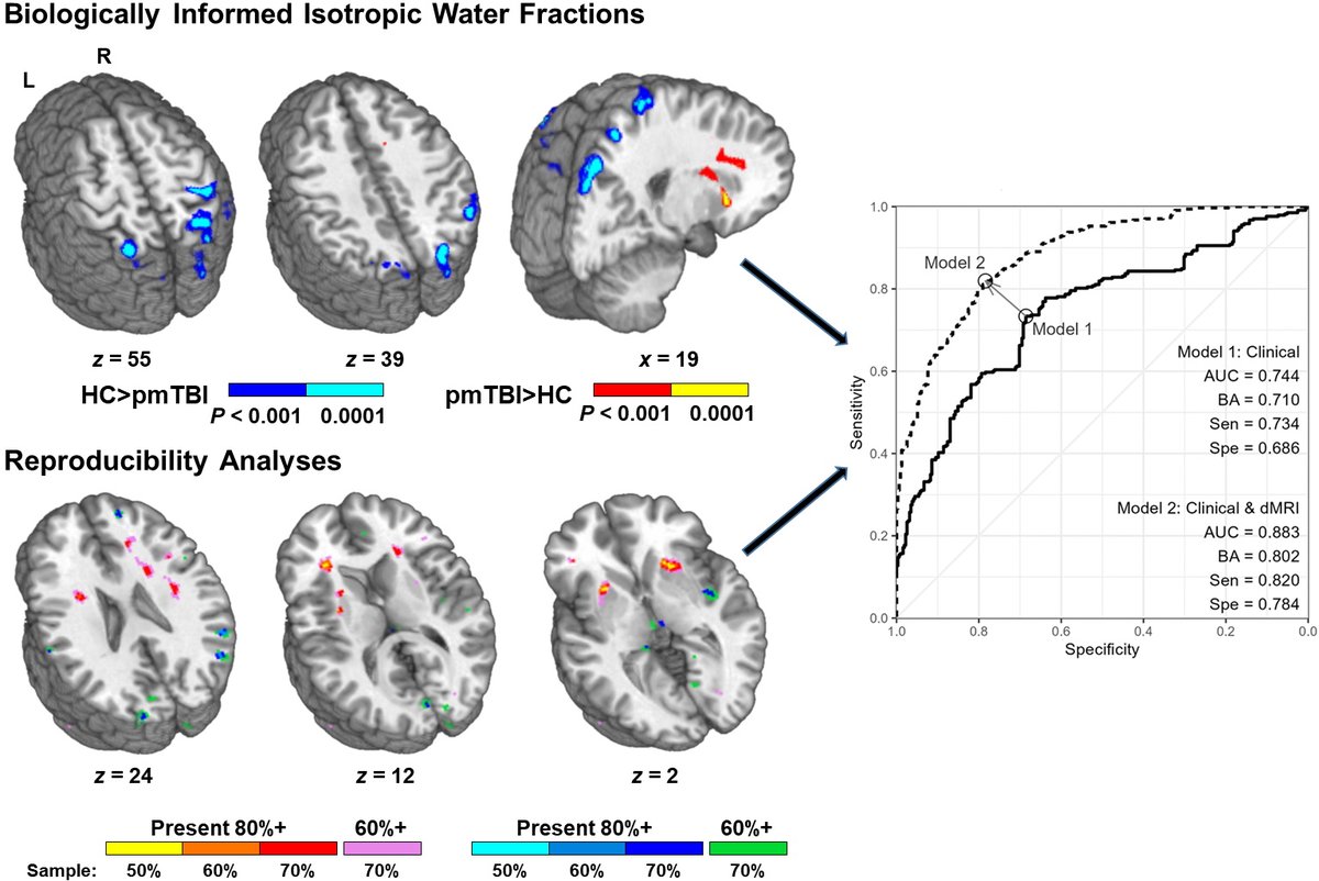 Mayer et al. reveal persistent clinical and diffusion abnormalities up to 4 months post paediatric mild TBI, suggesting that physiological recovery is an ongoing process. bit.ly/3OzXmO5