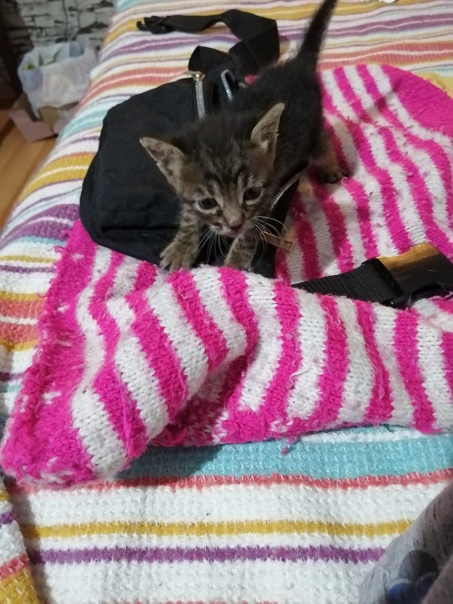 Ankara yuva. 15/20 günlük annesiz bebeğe yuva olurmusunuz.