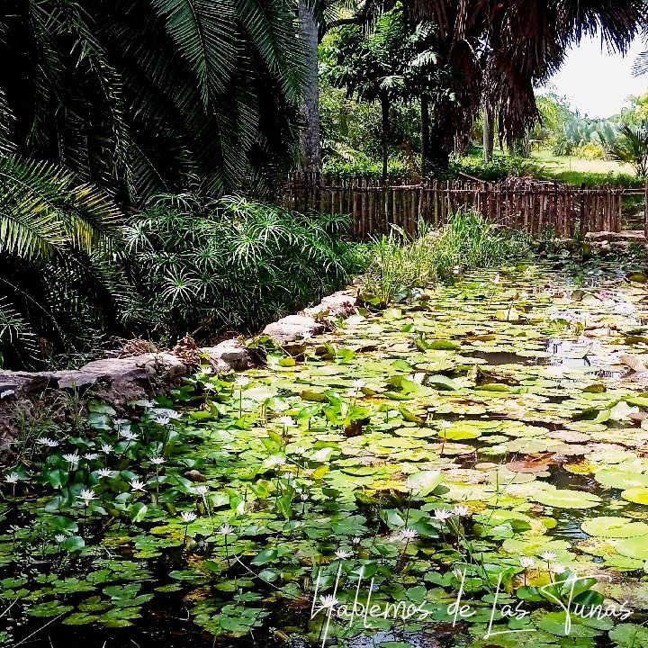 HTunas89's tweet image. Lago del amor en el Jardín Botánico, Las Tunas, Cuba
Recomendación: ir antes del mediodía.

#blog #HTunas #travel #LasTunas #Cuba #photooftheday #nature #NaturePhotography #travelphotography