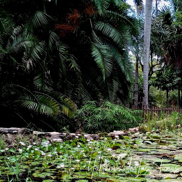 HTunas89's tweet image. Lago del amor en el Jardín Botánico, Las Tunas, Cuba
Recomendación: ir antes del mediodía.

#blog #HTunas #travel #LasTunas #Cuba #photooftheday #nature #NaturePhotography #travelphotography