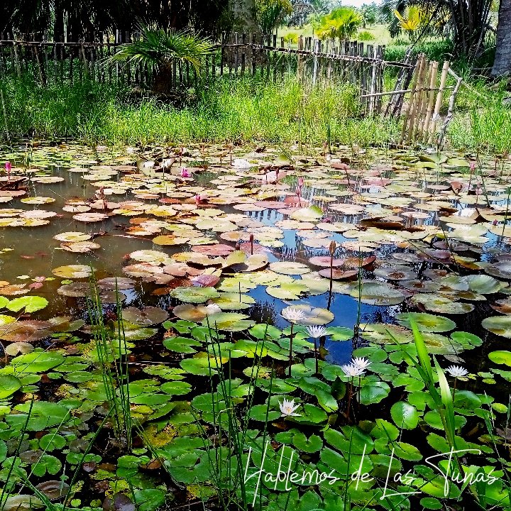 HTunas89's tweet image. Lago del amor en el Jardín Botánico, Las Tunas, Cuba
Recomendación: ir antes del mediodía.

#blog #HTunas #travel #LasTunas #Cuba #photooftheday #nature #NaturePhotography #travelphotography