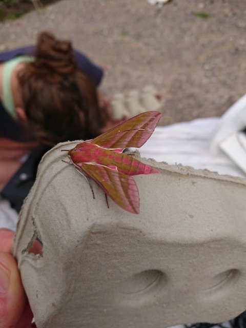 Success with our 'borrow a moth trap' running this year as part of the #UniversityMothChallenge. First hawk moths for one of the department's technicians and family. Two stunning elephant hawk moths! <a href="/ZoologySwansea/">SwanseaZoology</a> <a href="/savebutterflies/">Butterfly Conservation 🦋</a> @BiologySwansea