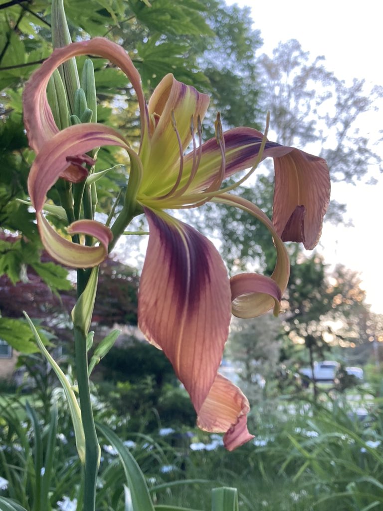 TattoodGardener's tweet photo. Another registration from last year, Leonard Cohen. One of my Canadian Musician Series. #leonardcohen #daylily #hybridizer #thetattooedgardener #canadianmusician #hemerocallis https://t.co/su3AeSVlf1