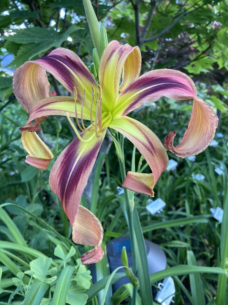 TattoodGardener's tweet photo. Another registration from last year, Leonard Cohen. One of my Canadian Musician Series. #leonardcohen #daylily #hybridizer #thetattooedgardener #canadianmusician #hemerocallis https://t.co/su3AeSVlf1