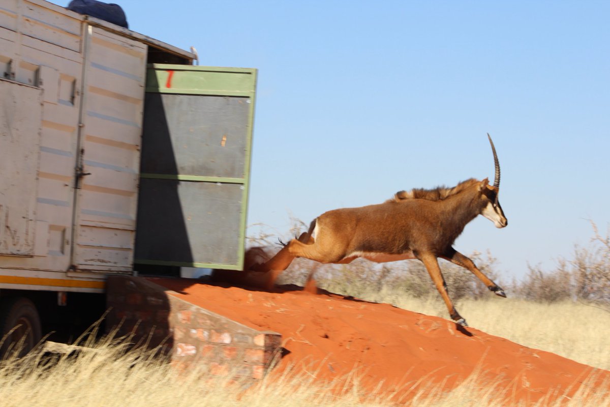TravelLAT's tweet image. #rewilding #sable #namibia