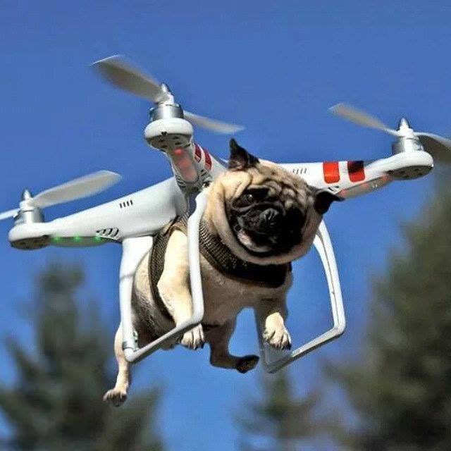 Caption this! 🐶

*No animals were harmed in the making of this post.

#dronehumour