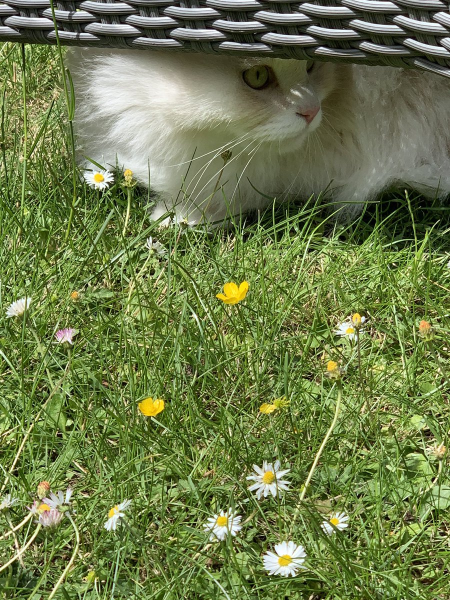 My first day in the new house 🏠 s garden 🪴 kind of scared and exciting at the same time ❤️🍀any advice friends? What should I do? Go get exploring or stay under this lovely amd comfortable chair? #CatsOfTwitter #Caturday #gardening
