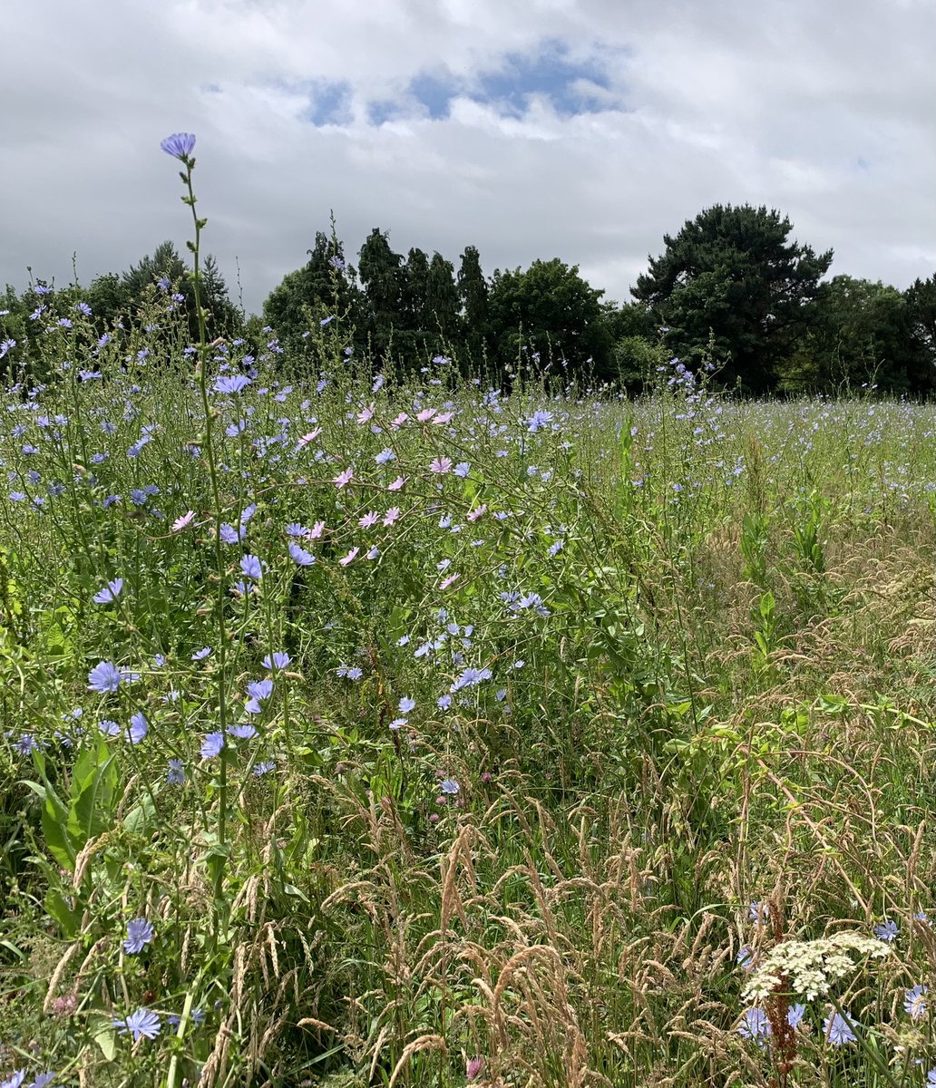 Hunter’s wild flower meadow is in full bloom with Chicory and other wild flowers. This is the perfect weekend to visit Wicklow “The Garden of Ireland”. hunters.ie visitwicklow.ie