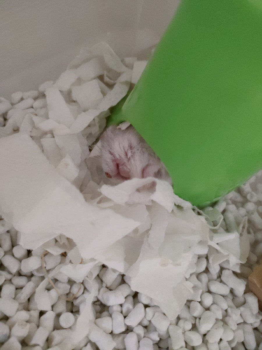 仰向けになって無防備な姿で寝るリリーちゃん🐹野生を捨てたようです😂＃ハムスター #ハムスターのいる暮らし #ハムスター部 #ハムスター好きと繋がりたい #ハムスターのいる生活