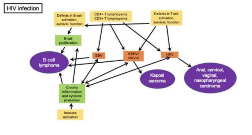 CancerFreeHIV (@cancerfreehiv) on Twitter photo Great figure by @sung_yun_pai <a href="/drkatelurain/">Kate Lurain</a> and Robert Yarchoan showing the relationship between immune defects caused by #HIV and how they can lead to #cancer. Let’s break it down! (1/5) Great figure by @sung_yun_pai <a href="/drkatelurain/">Kate Lurain</a> and Robert Yarchoan showing the relationship between immune defects caused by #HIV and how they can lead to #cancer. Let’s break it down! (1/5)