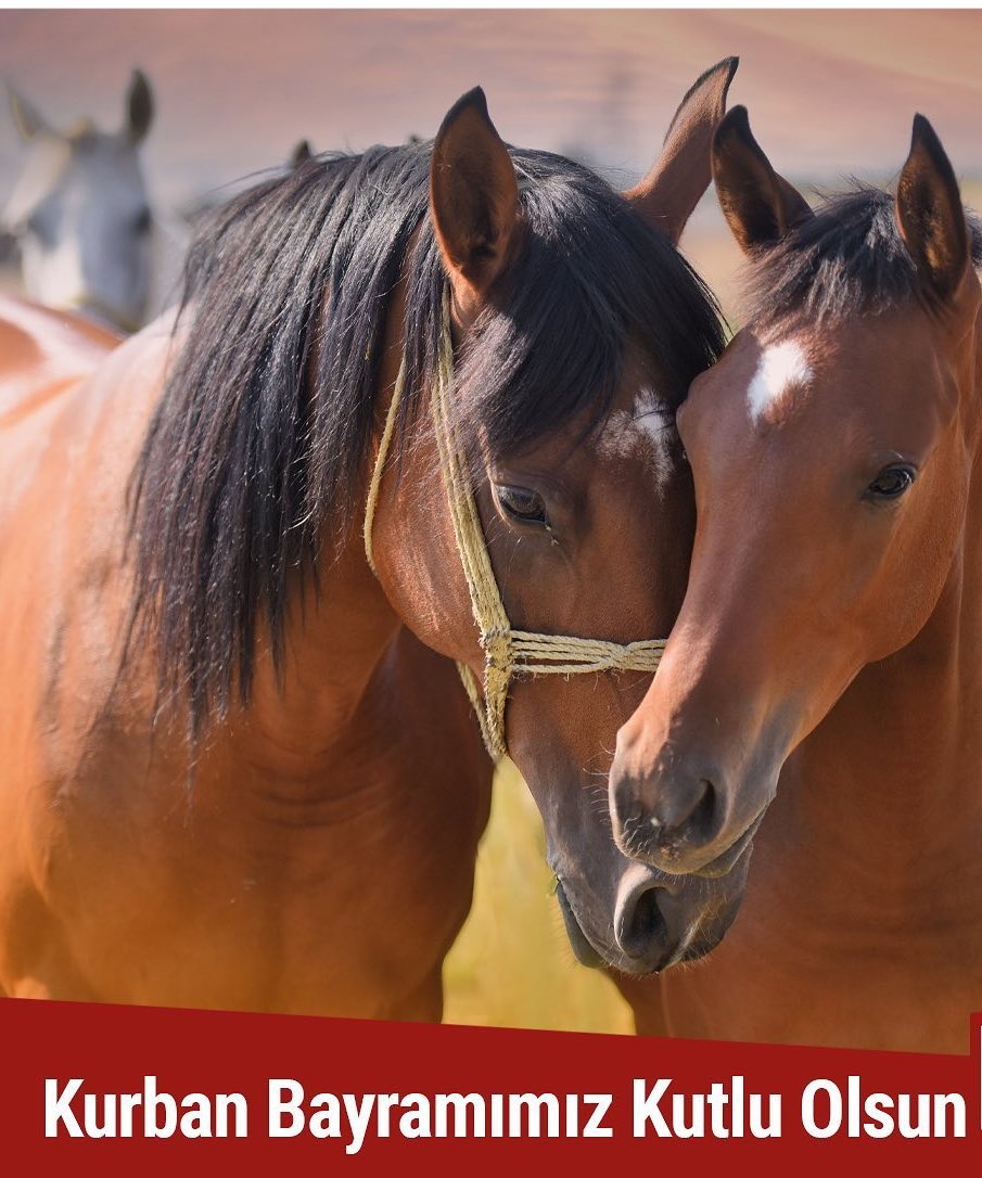 Mehmet Emin Dundar (@mardinrahvan) on Twitter photo 