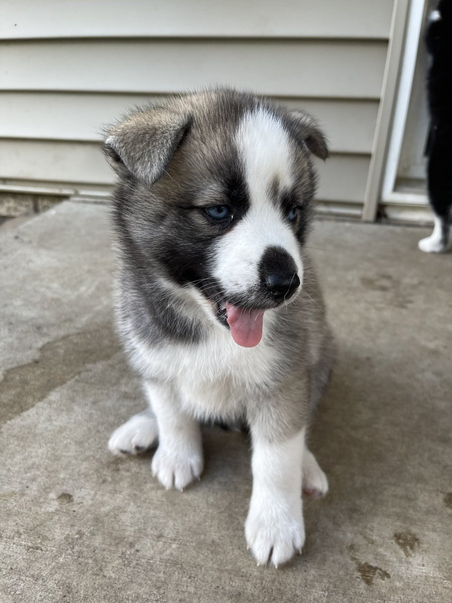 DuehrTeron's tweet image. Pomsky Puppies available today. They’re 3/4 Husky 1/4 Pomeranian. They’re considered F1B Pomsky. Message me for more details