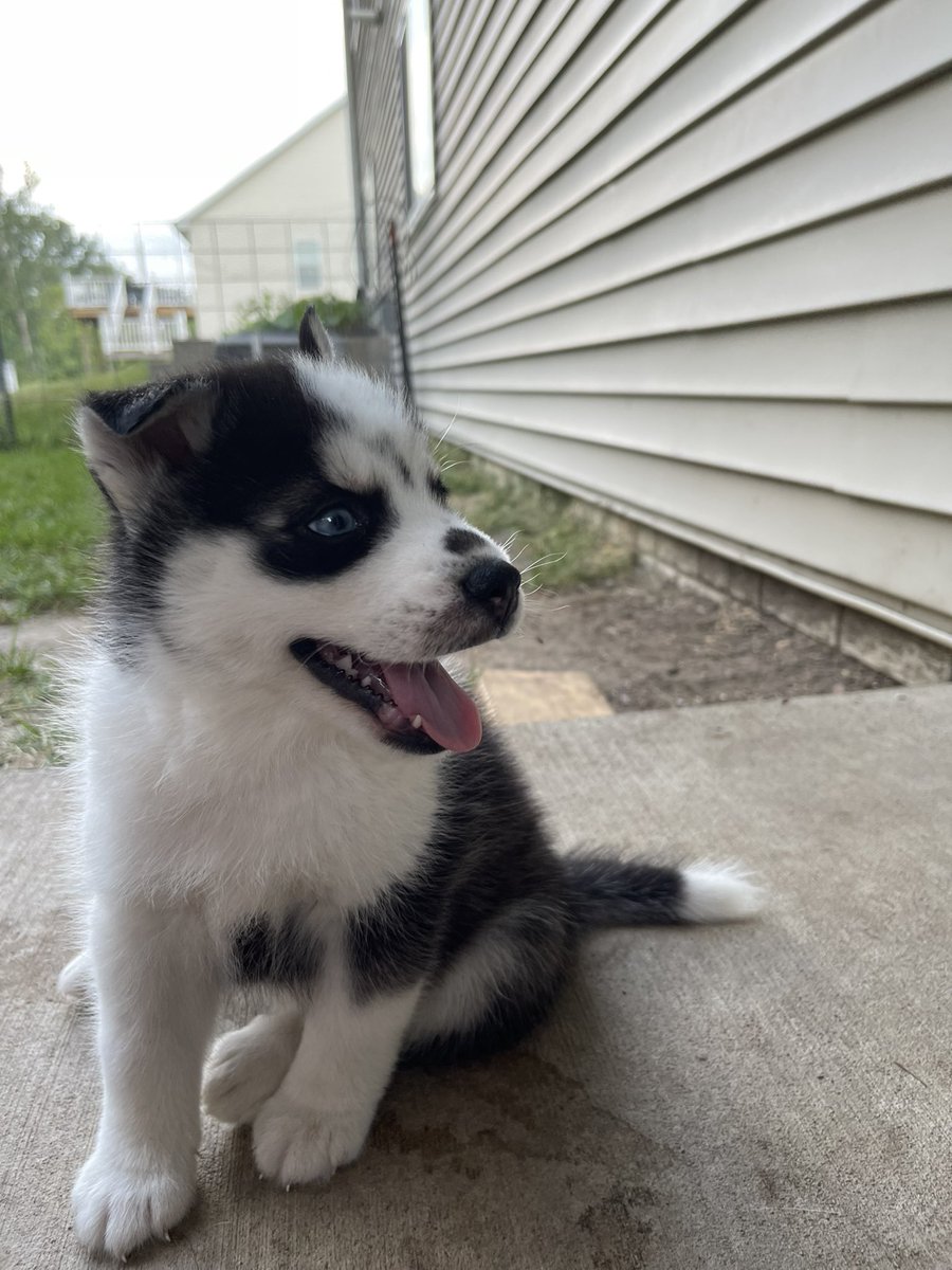 DuehrTeron's tweet image. Pomsky Puppies available today. They’re 3/4 Husky 1/4 Pomeranian. They’re considered F1B Pomsky. Message me for more details