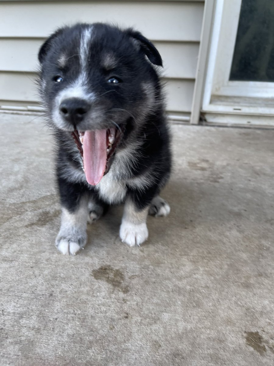 DuehrTeron's tweet image. Pomsky Puppies available today. They’re 3/4 Husky 1/4 Pomeranian. They’re considered F1B Pomsky. Message me for more details