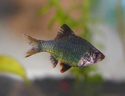 themamapirate's tweet photo. Green Tiger Barb for Aquarium https://t.co/0GbqToqjn9 via @Ankurman Handique https://t.co/TIhrLiawD9